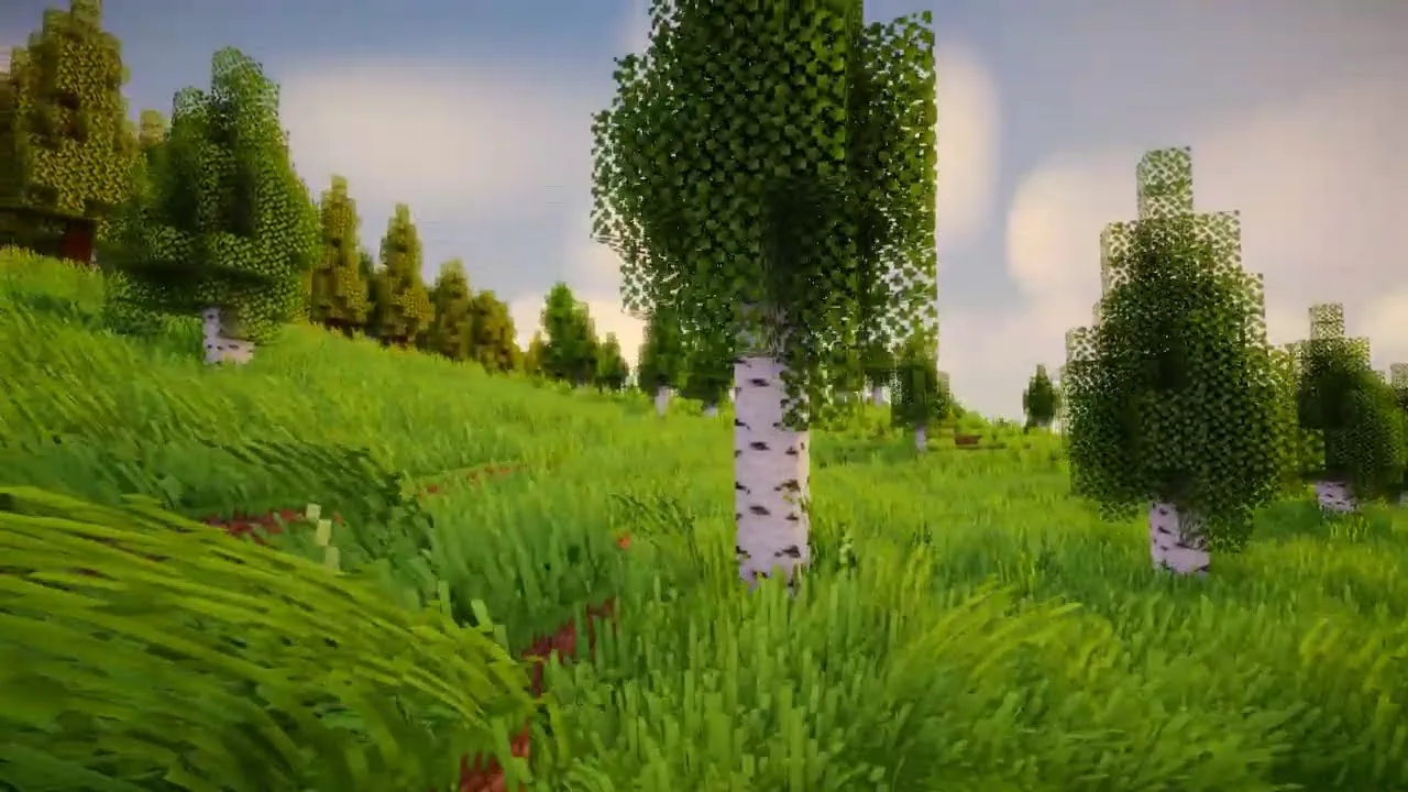 Birch trees in deep grass, the strand carpet moving as individual blades
